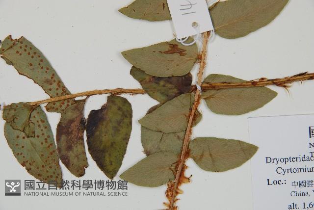 貫眾蕨藏品圖，第3張