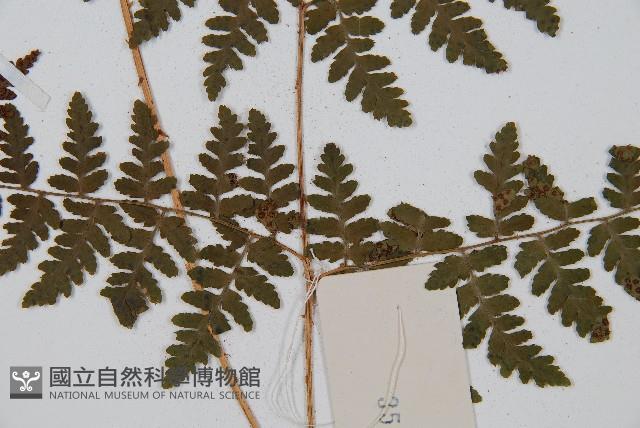 中華鱗毛蕨藏品圖，第3張