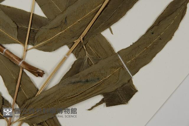 華鳳丫蕨藏品圖，第3張