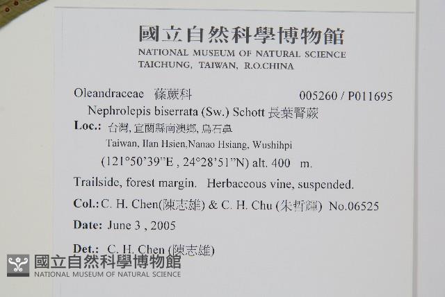 長葉腎蕨藏品圖，第2張