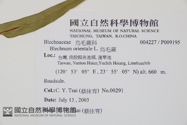 烏毛蕨藏品圖，第5張