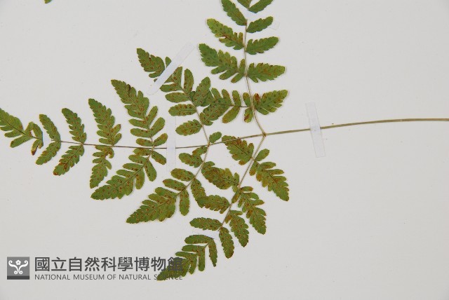 細裂羽節蕨藏品圖，第3張