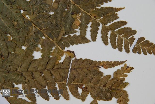 團羽鱗蓋蕨藏品圖，第3張