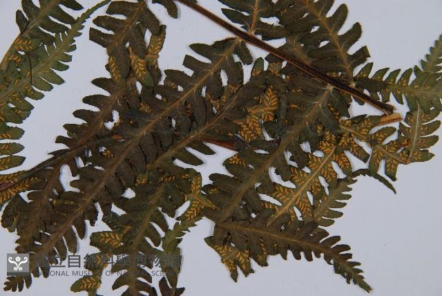 登錄號:P003895藏品圖，第3張