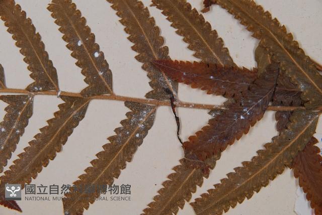 邊緣鱗蓋蕨藏品圖，第3張