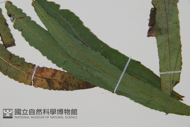 錫蘭雙蓋蕨藏品圖，第3張