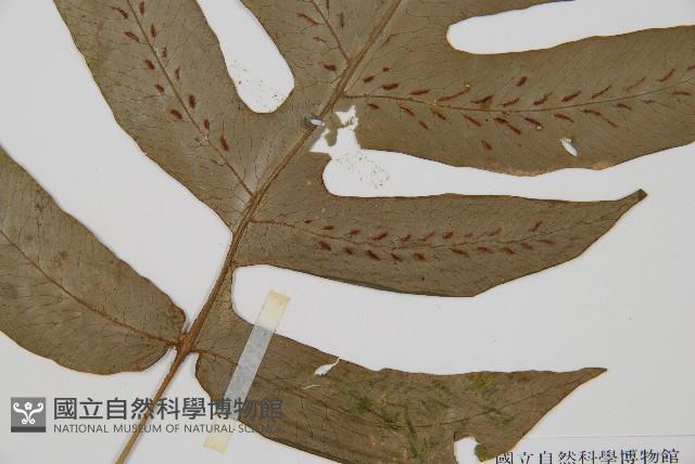 網脈雙蓋蕨藏品圖，第3張