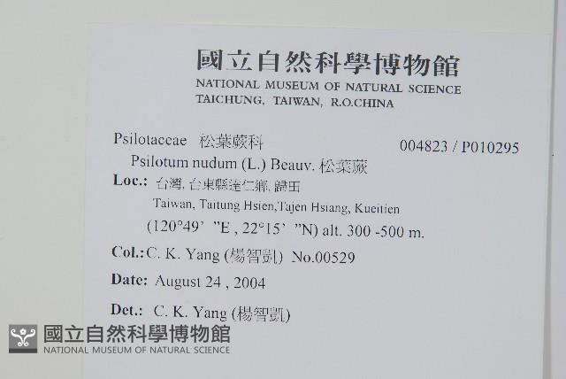 松葉蕨藏品圖，第2張