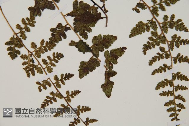 宿蹄蓋蕨藏品圖，第3張