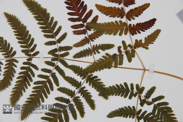 羽節蕨藏品圖，第3張