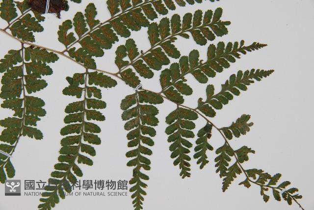 姬蹄蓋蕨藏品圖，第3張