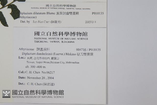 廣葉鋸齒雙蓋蕨藏品圖，第2張