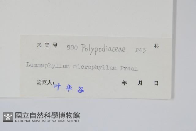 抱樹蕨、伏石蕨藏品圖，第2張