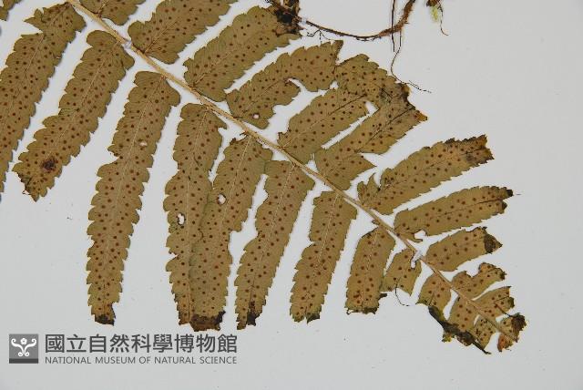 桫欏鱗毛蕨藏品圖，第3張