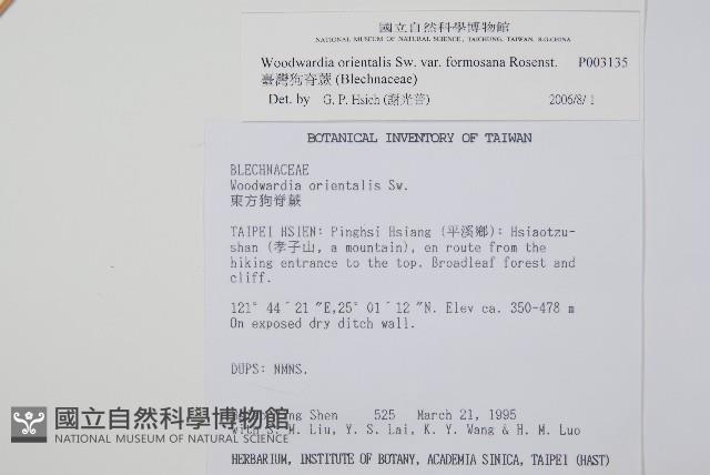 臺灣狗脊蕨藏品圖，第2張