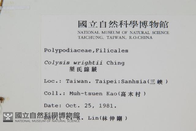 萊氏線蕨藏品圖，第2張