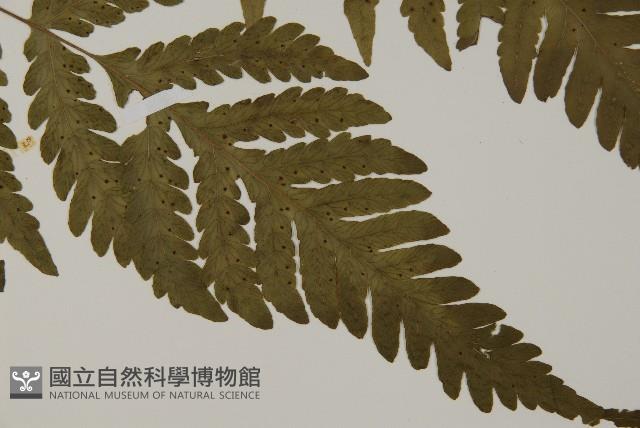 薄葉擬肋毛蕨藏品圖，第3張