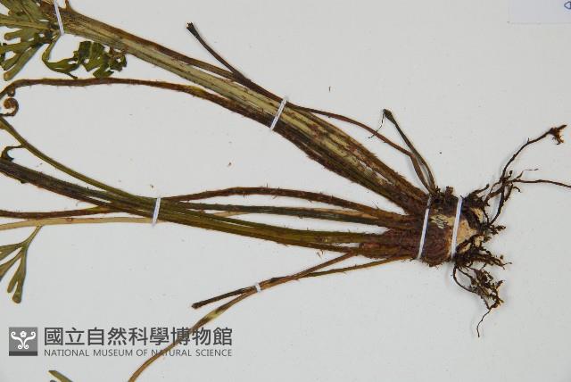 登錄號:P010035藏品圖，第3張