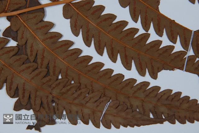 日本狗脊蕨藏品圖，第3張