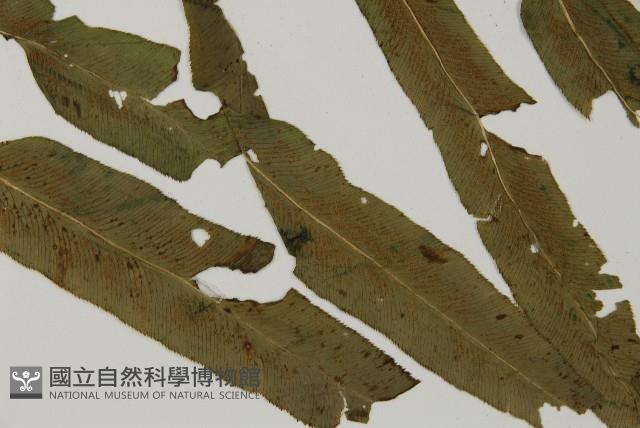 華鳳丫蕨藏品圖，第3張