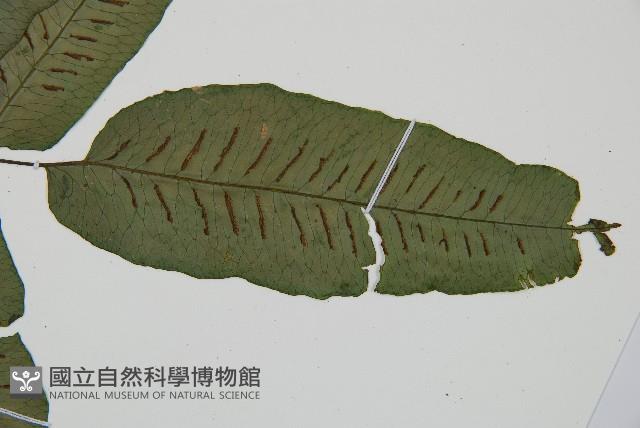 腸蕨藏品圖，第3張