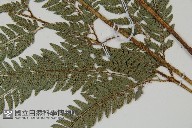 細葉複葉耳蕨藏品圖，第3張