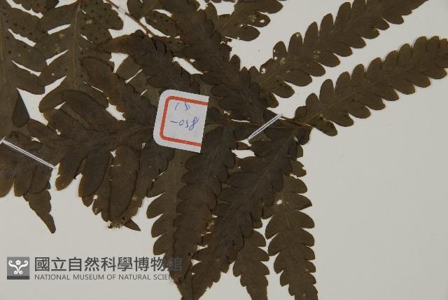 薄葉擬肋毛蕨藏品圖，第3張