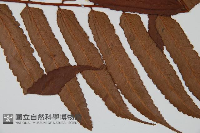 黑桫蕨藏品圖，第3張