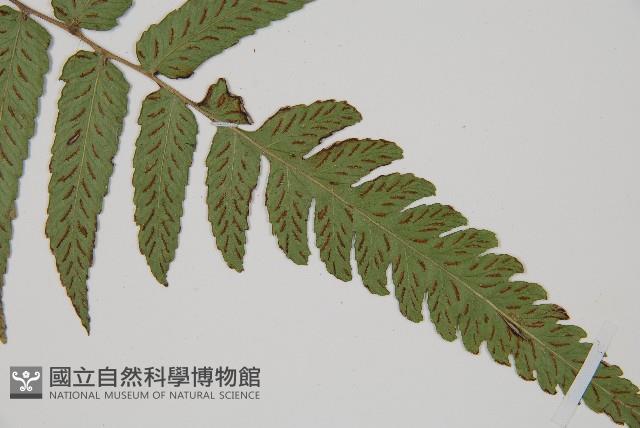 深山雙蓋蕨藏品圖，第3張