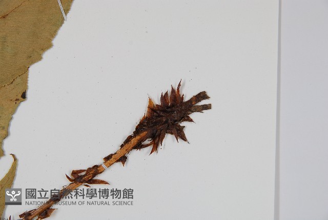 細齒貫眾蕨藏品圖，第3張