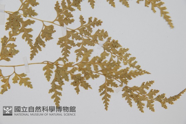 溪洞碗蕨藏品圖，第3張