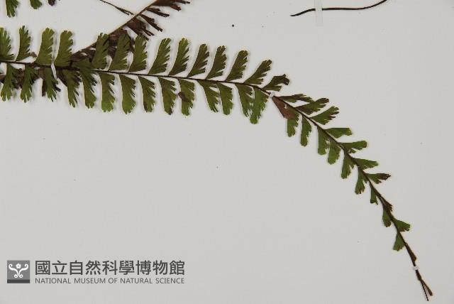 鞭葉鐵線蕨藏品圖，第3張