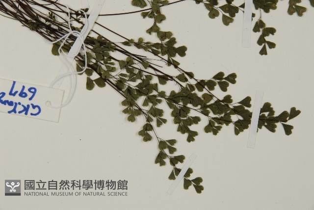 臺灣高山鐵線蕨藏品圖，第6張