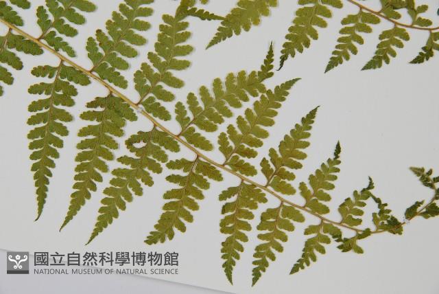 熱帶鱗蓋蕨藏品圖，第3張