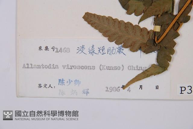 淡綠短腸蕨藏品圖，第3張