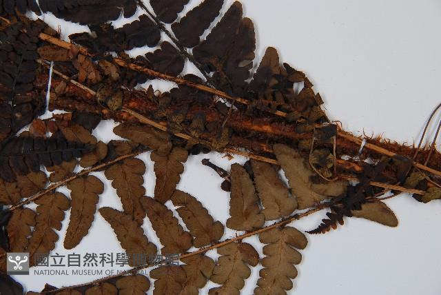 闊鱗鱗毛蕨藏品圖，第3張