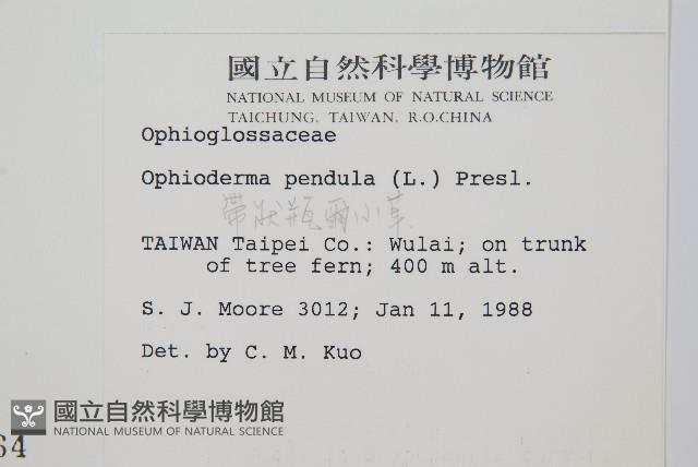 帶狀瓶爾小草藏品圖，第2張