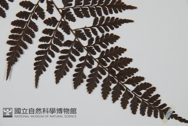 哈氏假複葉耳蕨藏品圖，第3張