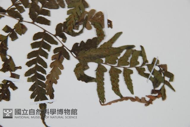 華中蹄蓋蕨藏品圖，第1張