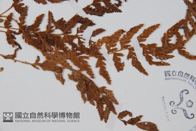 細毛碗蕨藏品圖，第3張