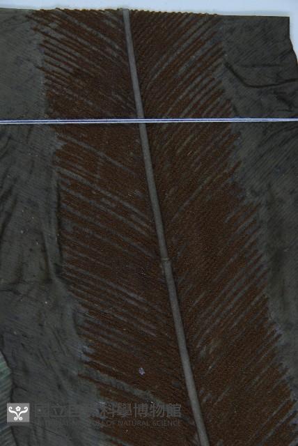 臺灣山蘇花藏品圖，第3張