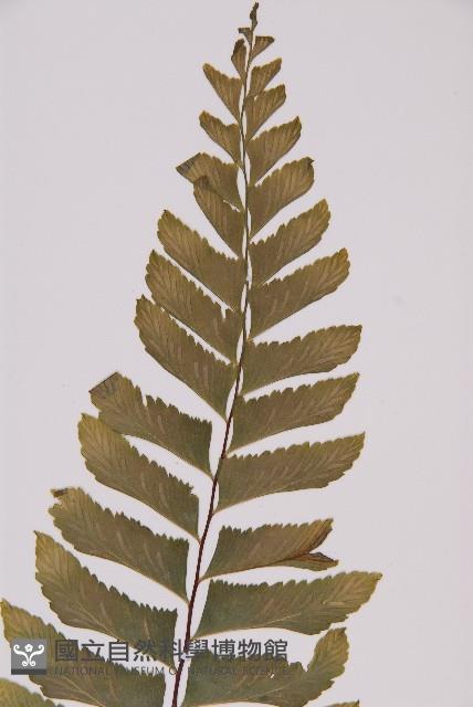 剪葉鐵角蕨藏品圖，第3張