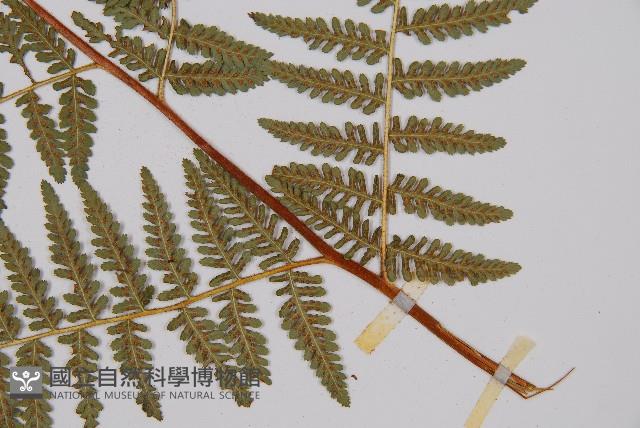 Accession Number:P000435 Collection Image, Figure 3, Total 5 Figures