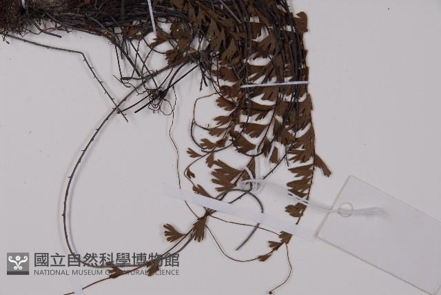 鞭葉鐵線蕨藏品圖，第3張