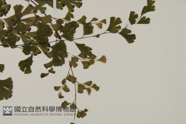 鐵線蕨藏品圖，第3張