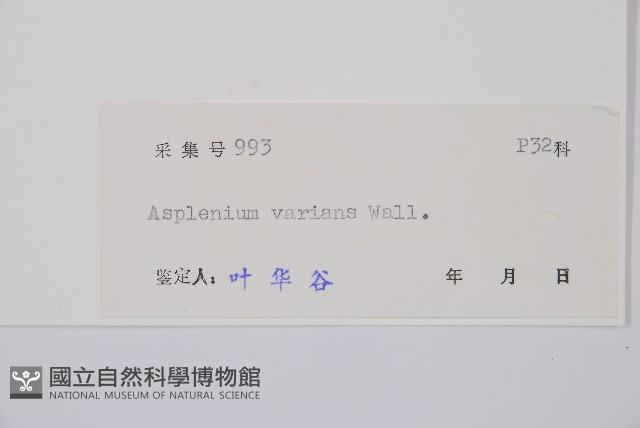 小葉鐵角蕨藏品圖，第3張