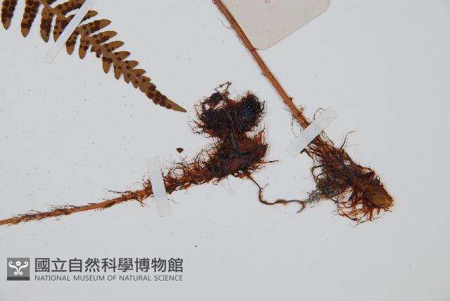 兩色鱗毛蕨藏品圖，第3張