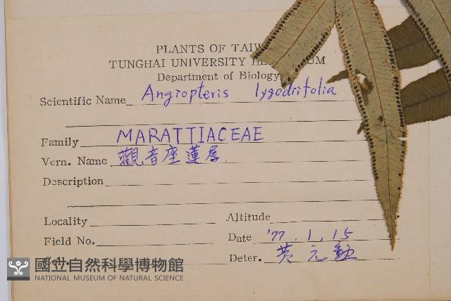 觀音座蓮藏品圖，第2張