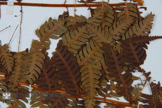 中華桫欏藏品圖，第3張