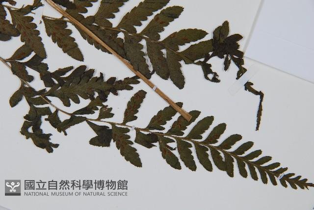 華中蹄蓋蕨藏品圖，第1張